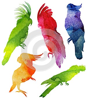 Parrot Silhouette. watercolor