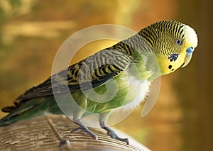 Parrot sits on cage. Green budgerigar parrot close up sits on ca