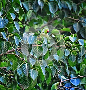 A parrot sitting on a brach of banyan tree resting after flying