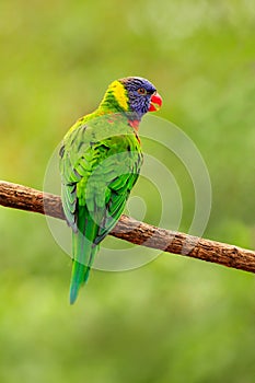 Parrot sitting on the branch. Rainbow Lorikeets Trichoglossus haematodus, colourful parrot sitting on the branch, animal in the na