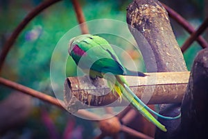 The parrot is sitting with its back. parrot back closeup