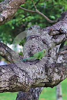 Parrot sitting on the tree photo
