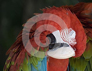 Parrot sleeping photo