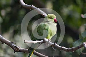 Parrot sleeping on the tree