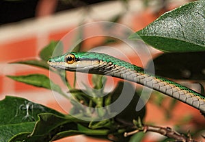 Parrot Snake, Leptophis ahaetulla head shot