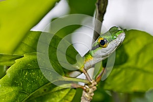 Parrot snake, Satiny Parrot Snake