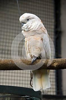 parrot Solomon`s cockatoo pink bird tuft tropics Solomon Islands plumage