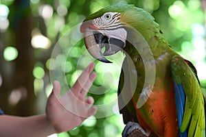 parrot squawking as a visitor mimics its sound