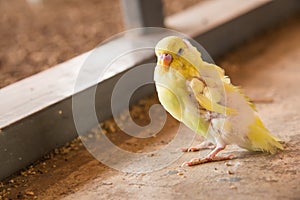 Parrot stand sleepy.