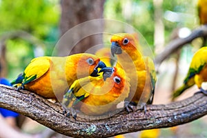 Parrot standing on tree in zoo