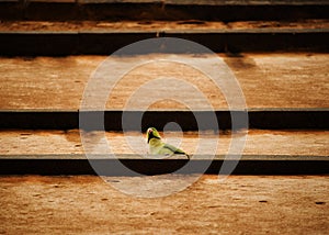 parrot standing on a vertical wall