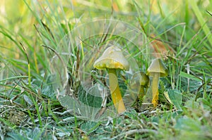 Parrot toadstool, Gliophorus psittacinus growing among grass