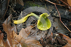 Parrot Toadstool or Parrot Waxcap Hygrocybe psittacina