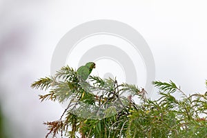 parrot sit on the top of a tree photo
