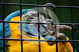 A parrot trapped in a cage, hanging by holding with its claw