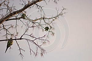 Parrot on tree branch