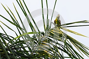 Parrot on a tree leaf on a sunny day