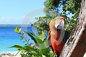 Parrot on tropical beach