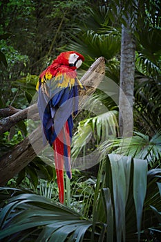 Parrot in Tropical Setting