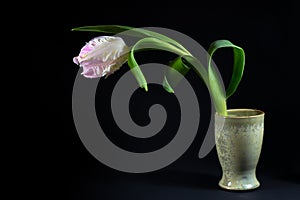 Parrot tulip flower in white and pink with water drops in a green ceramic vase against a black background, copy space