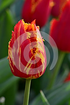 Parrot tulip in red with yellow spots and fringed flower.