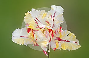 Parrot tulip tricolor red yellow and white, against green blurry background