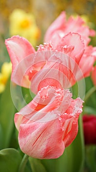 Parrot Tulip (Tulips) in Moscow's botanical garden