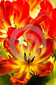 Parrot tulips with backlight