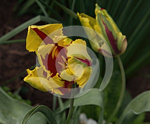 Parrot Tulips Blooming in a Small Garden