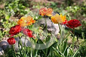 Parrot tulips in the garden