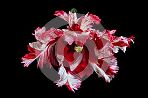 Parrot tulips isolated on black background