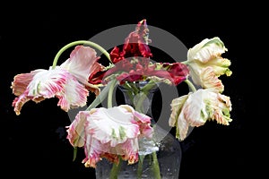 Parrot Tulips isolated on black background