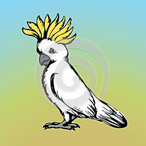 Parrot. Vector drawing