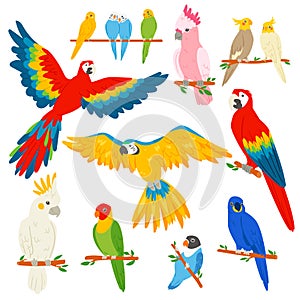 Parrot vector parrotry character and tropical bird or cartoon exotic macaw in tropics illustration set of colorful