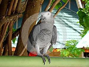 Parrot in Vilamendhoo, Maldives photo