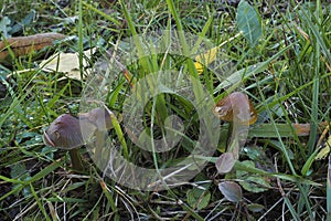 The parrot waxcap Gliophorus psittacinus is an inedible mushroom