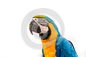 Parrot on white background