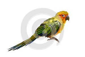 Parrot on white background