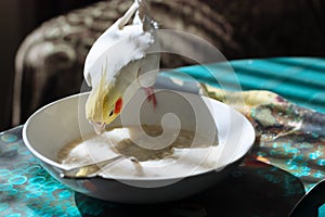 Parrot white corella eating porridge from a plate.