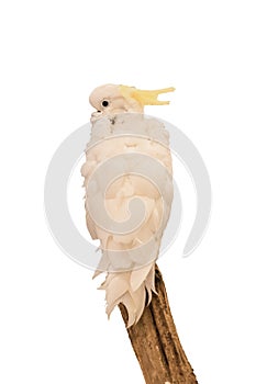 Parrot white feather holding branch