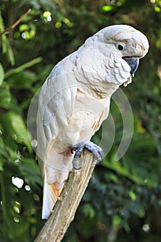 Parrot with white plumage perched on a branch