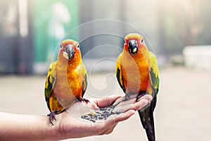 Parrot on woman hand
