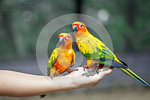Parrot on woman hand