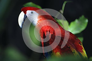 Parrot in Xaman-Ha birds reserve photo