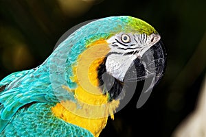 Parrot with Yellow and Turquoise Plumage