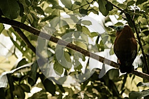 Parrot.  Zlin, Moravia, Czech Republic , Chateau Lesna in Zoo park Zlin. Full of atractive wild animals.