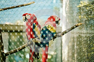 Parrot.  Zlin, Moravia, Czech Republic , Chateau Lesna in Zoo park Zlin. Full of atractive wild animals.