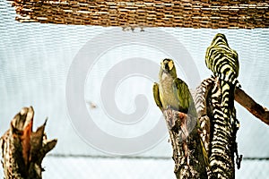 Parrot.  Zlin, Moravia, Czech Republic , Chateau Lesna in Zoo park Zlin. Full of atractive wild animals.