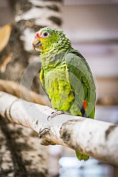 A parrot at zoo