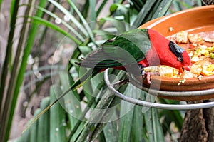 A parrot at the zoo in Loro Park , Puerto de la Cruz , Tenerife, Canary Islands, Spain